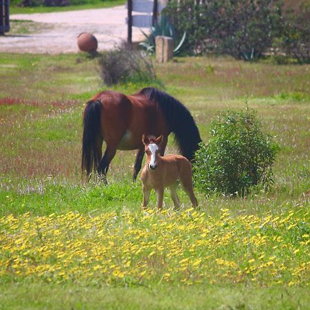 Herdade Monte Do Sol Aljezur Ngoại thất bức ảnh